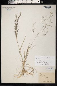 Eragrostis pilosa image