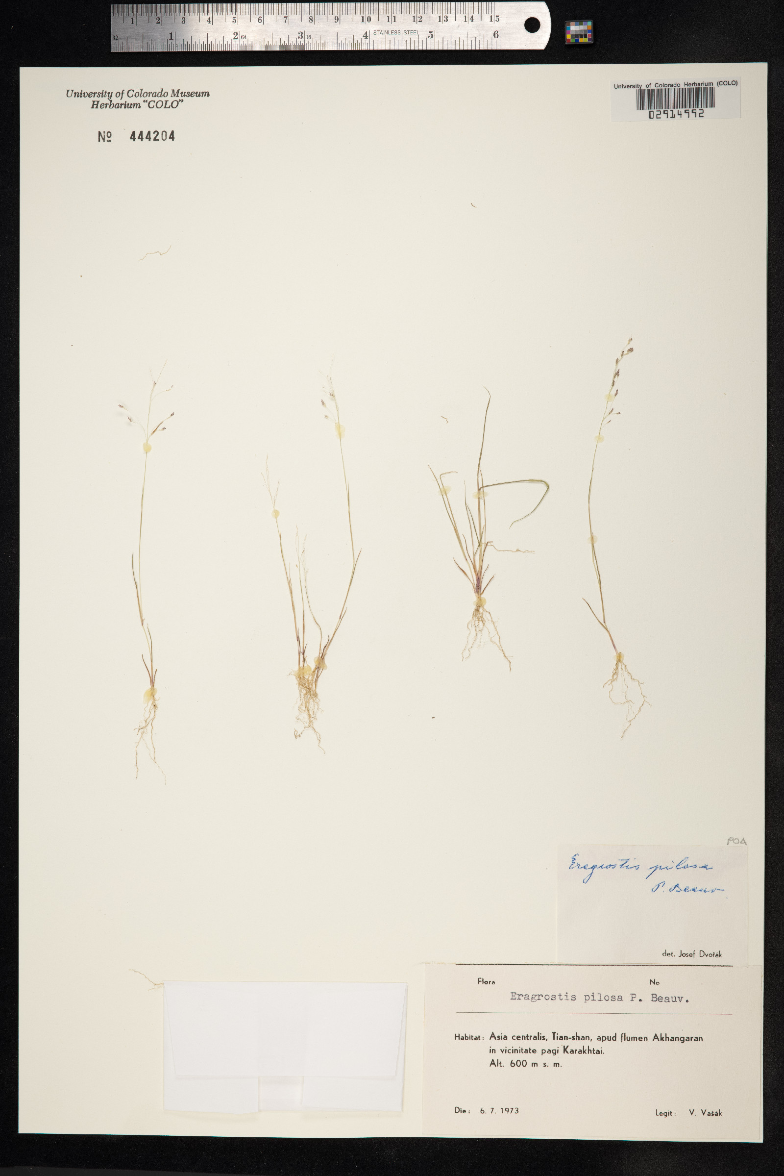 Eragrostis pilosa image