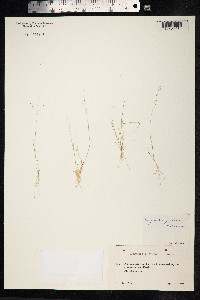 Eragrostis pilosa image