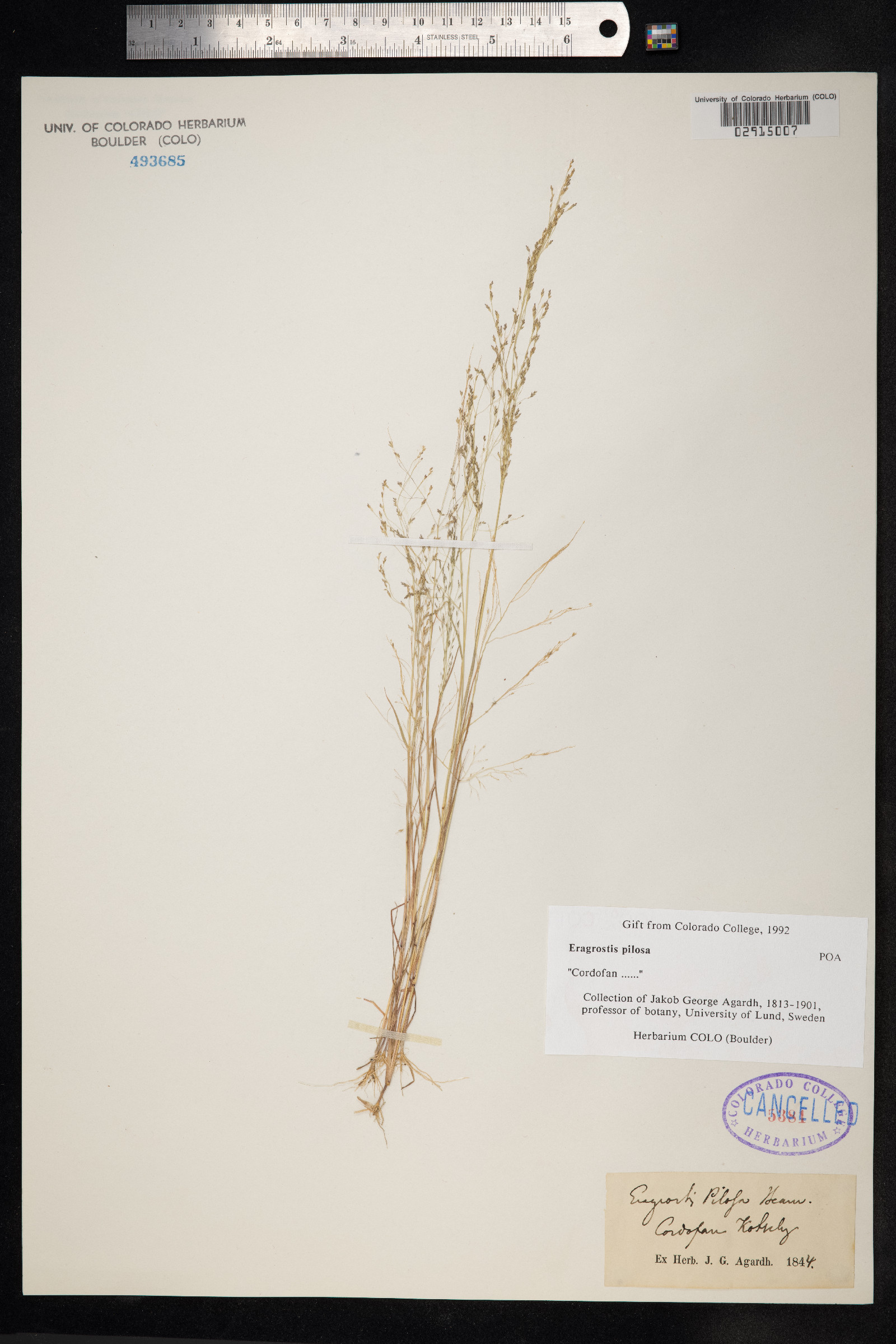 Eragrostis pilosa image