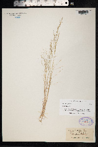 Eragrostis pilosa image