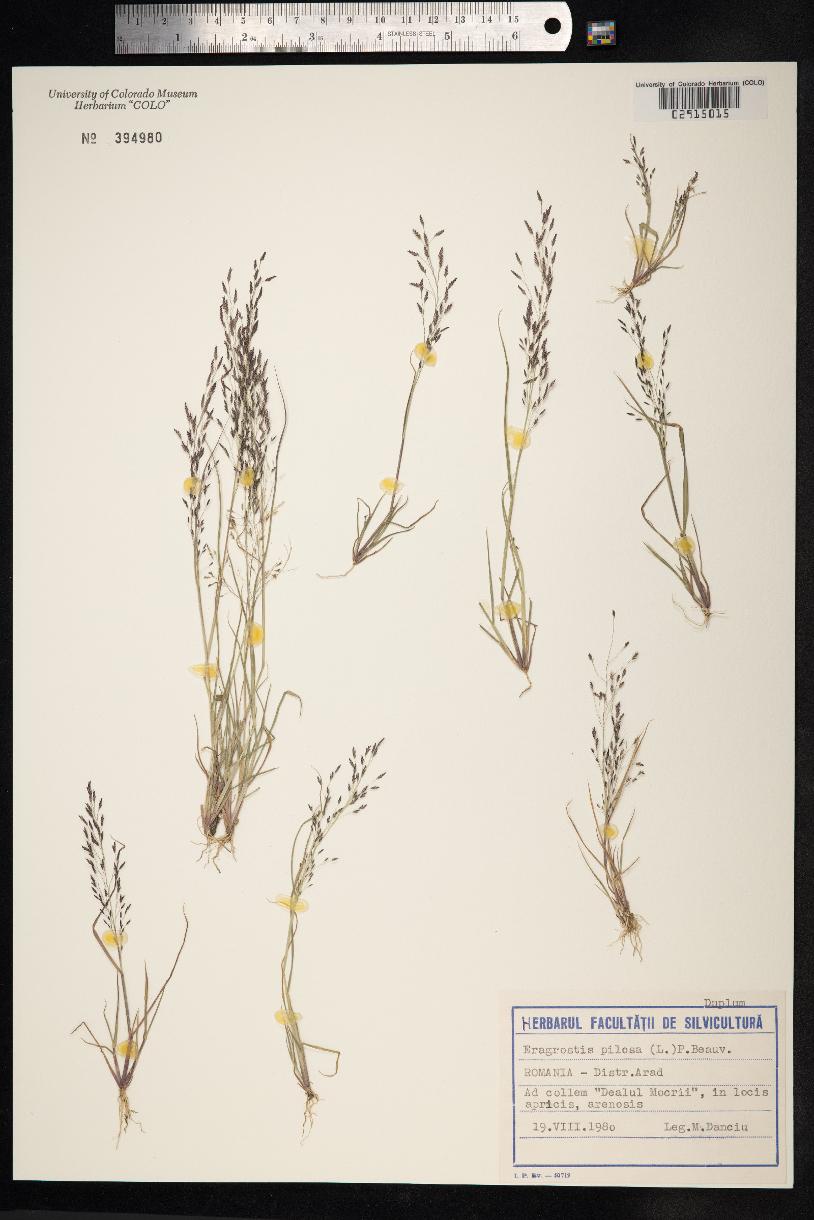 Eragrostis pilosa image
