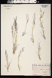 Eragrostis pilosa image