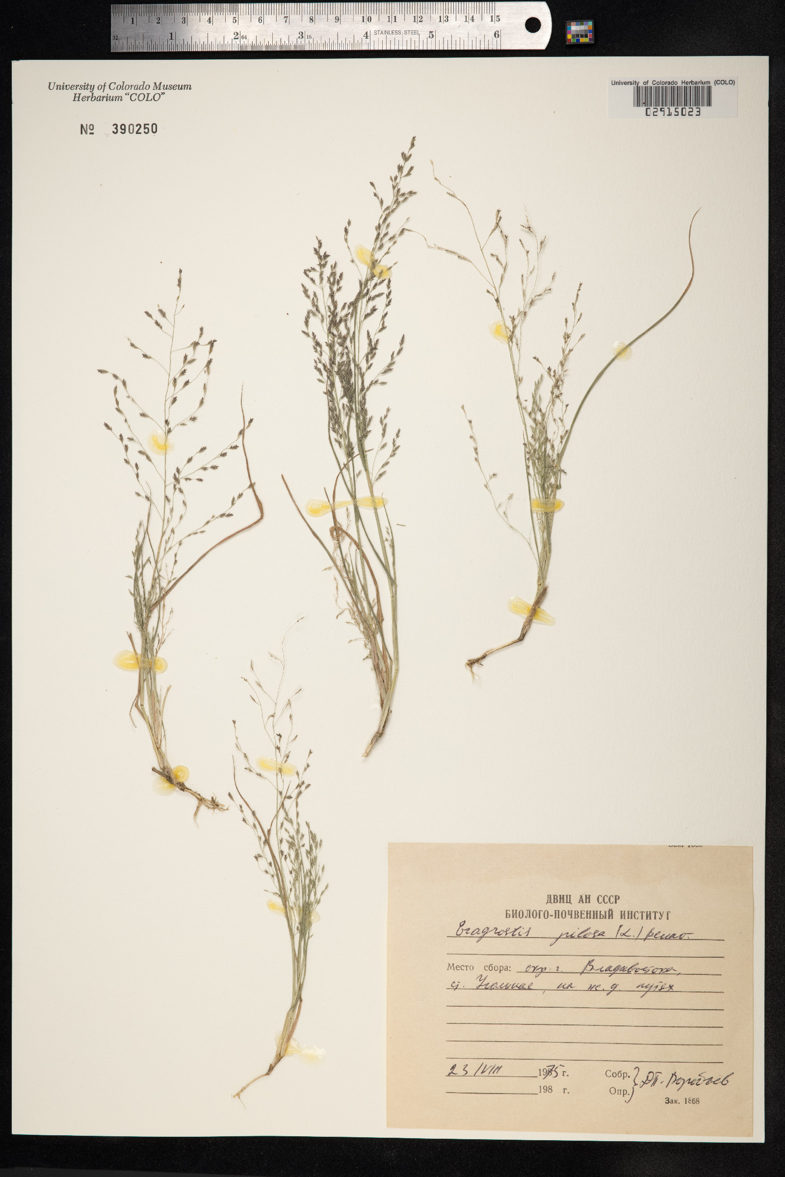 Eragrostis pilosa image