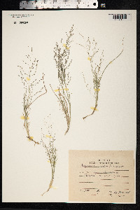 Eragrostis pilosa image
