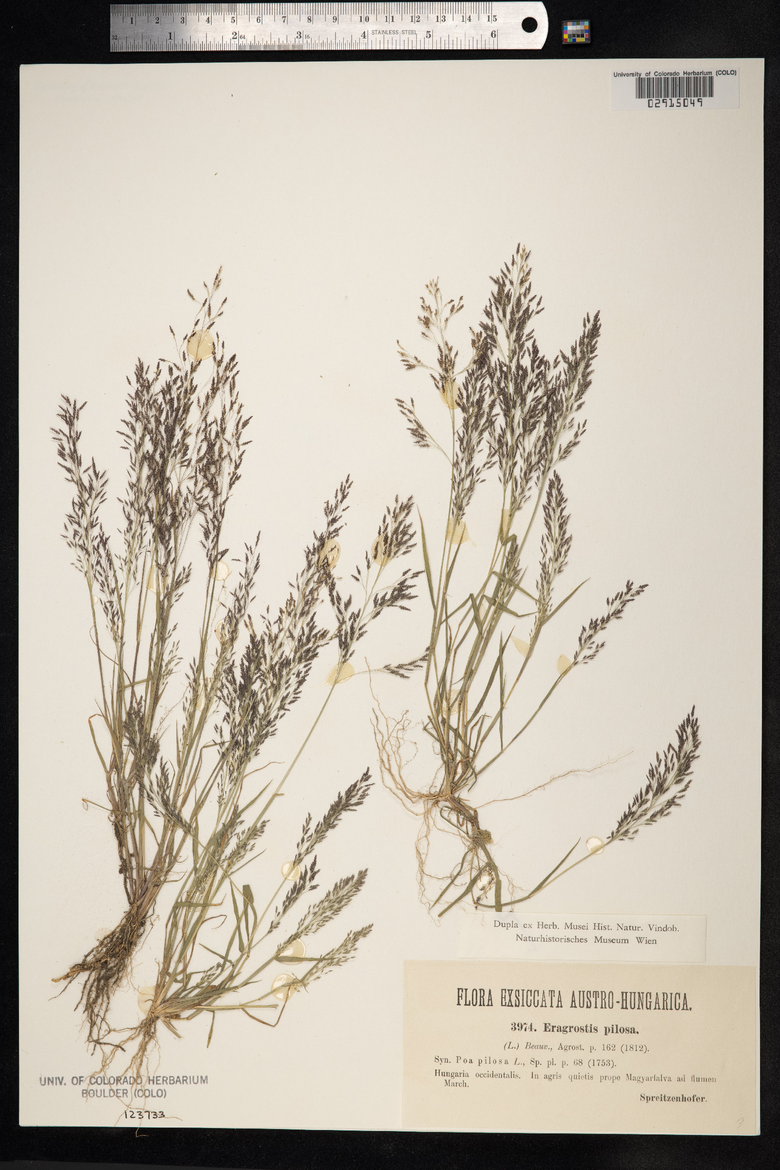Eragrostis pilosa image
