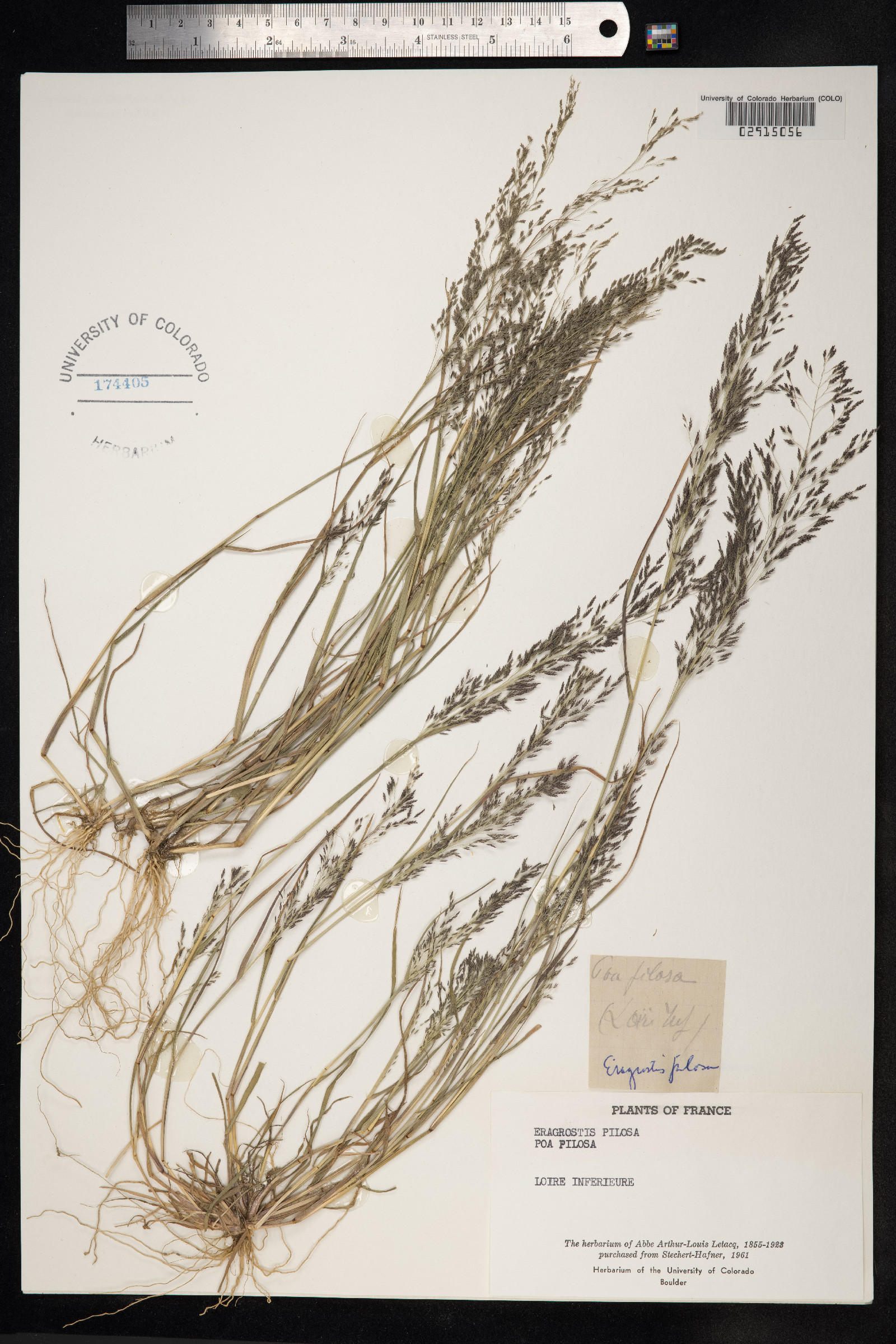 Eragrostis pilosa image
