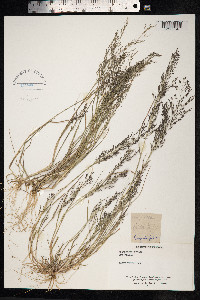 Eragrostis pilosa image