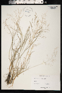 Eragrostis pilosa image