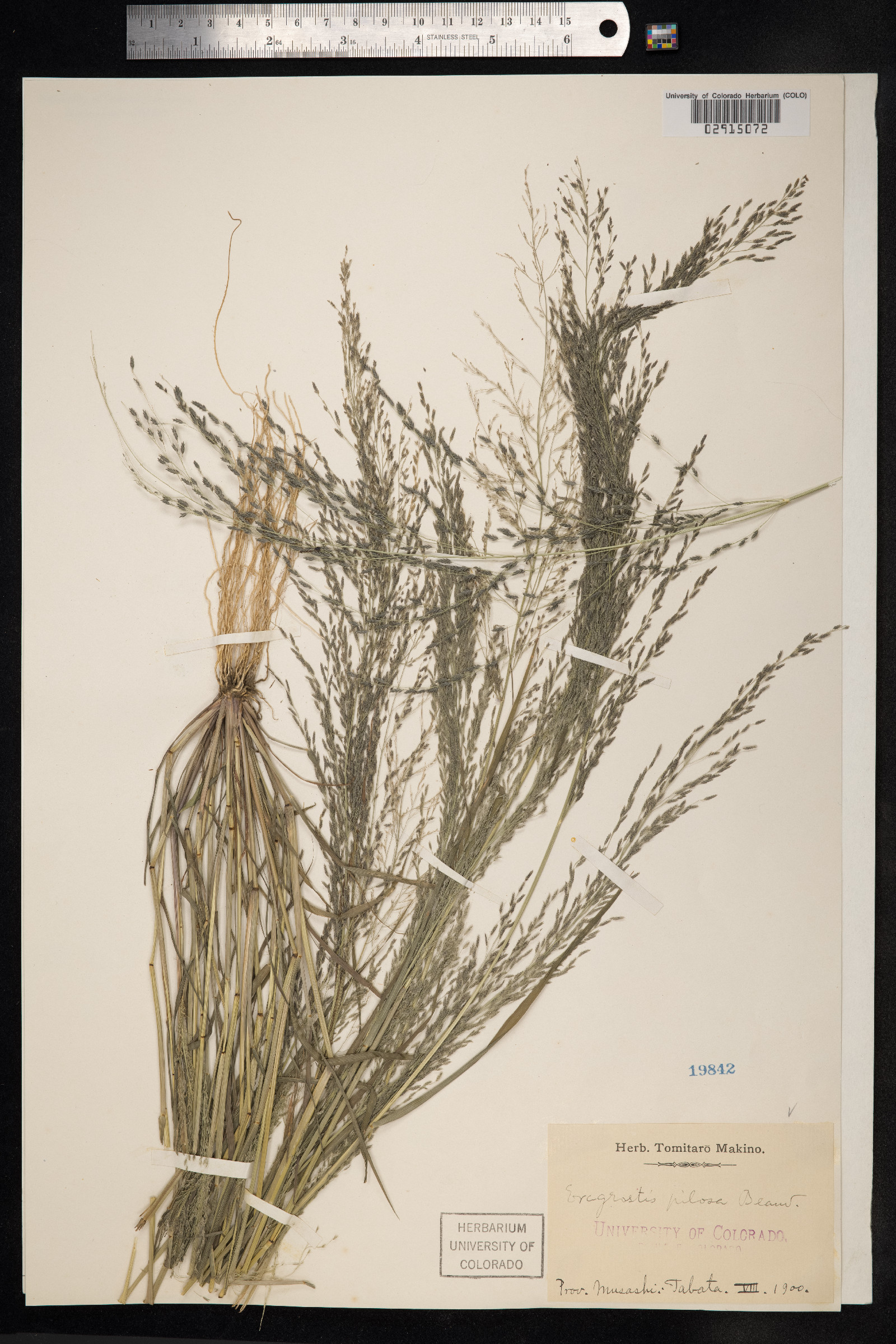 Eragrostis pilosa image