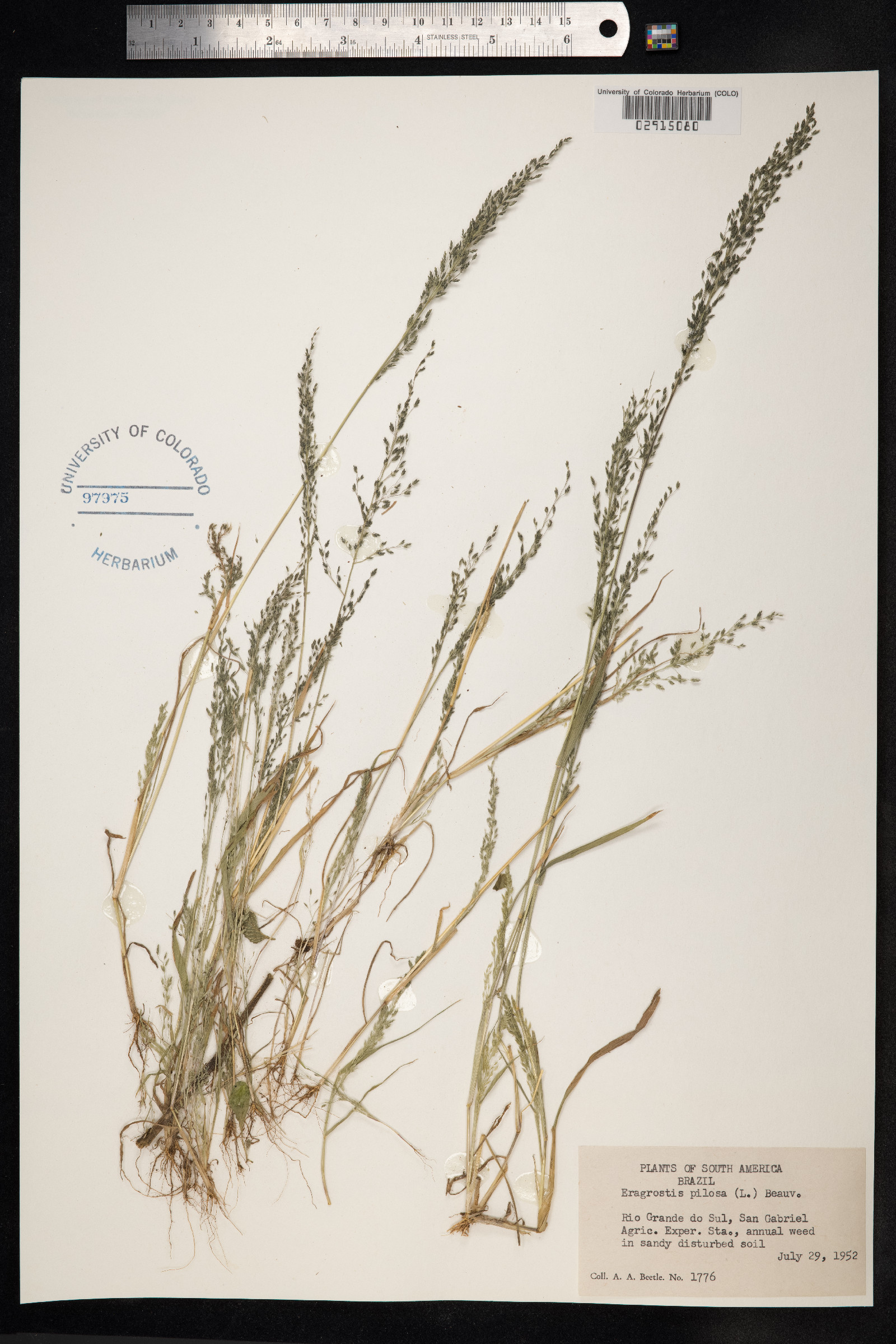 Eragrostis pilosa image