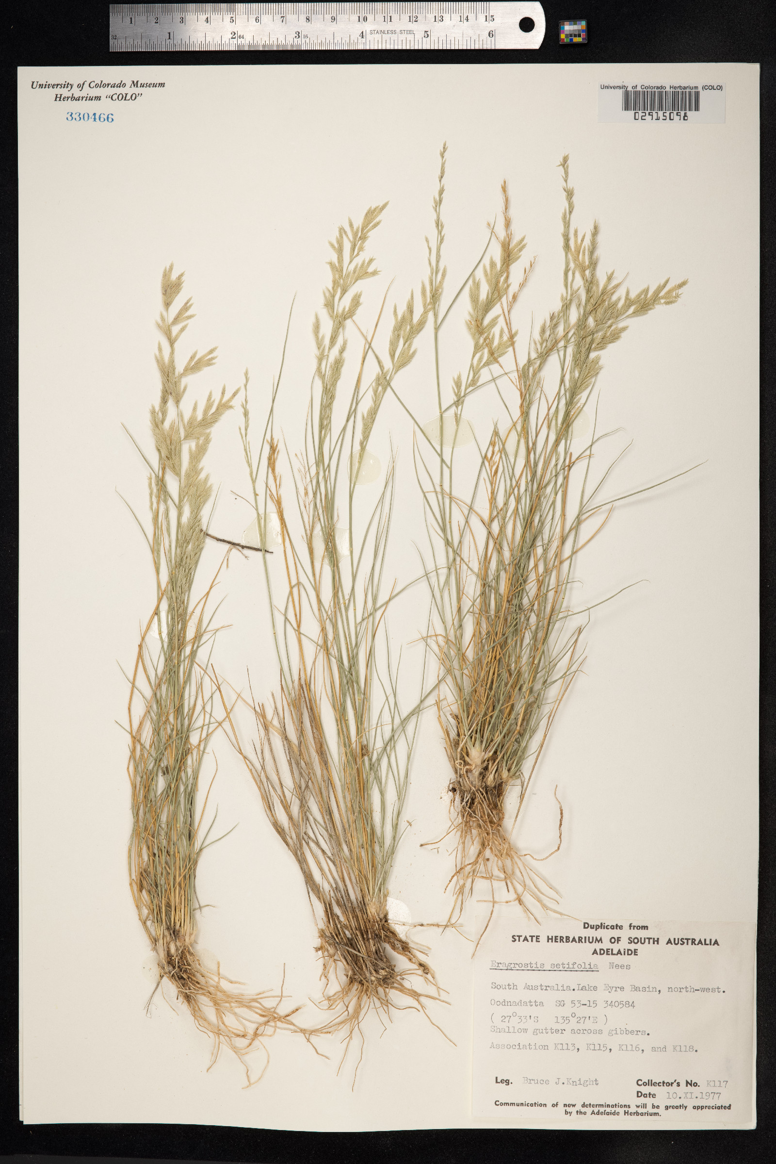 Eragrostis setifolia image
