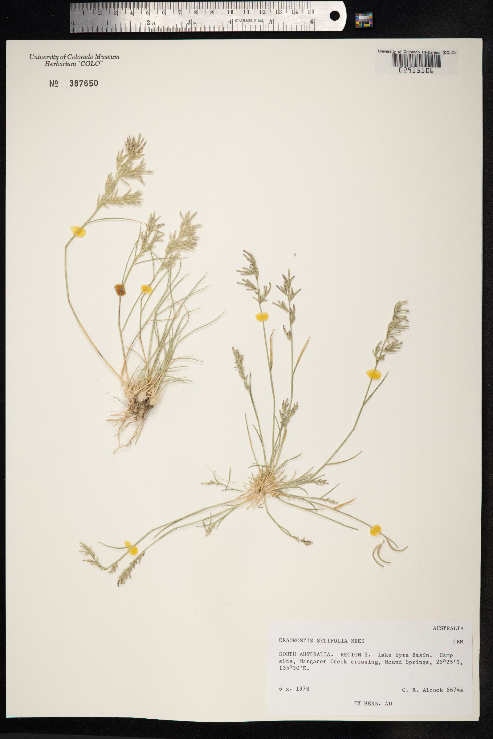 Eragrostis setifolia image