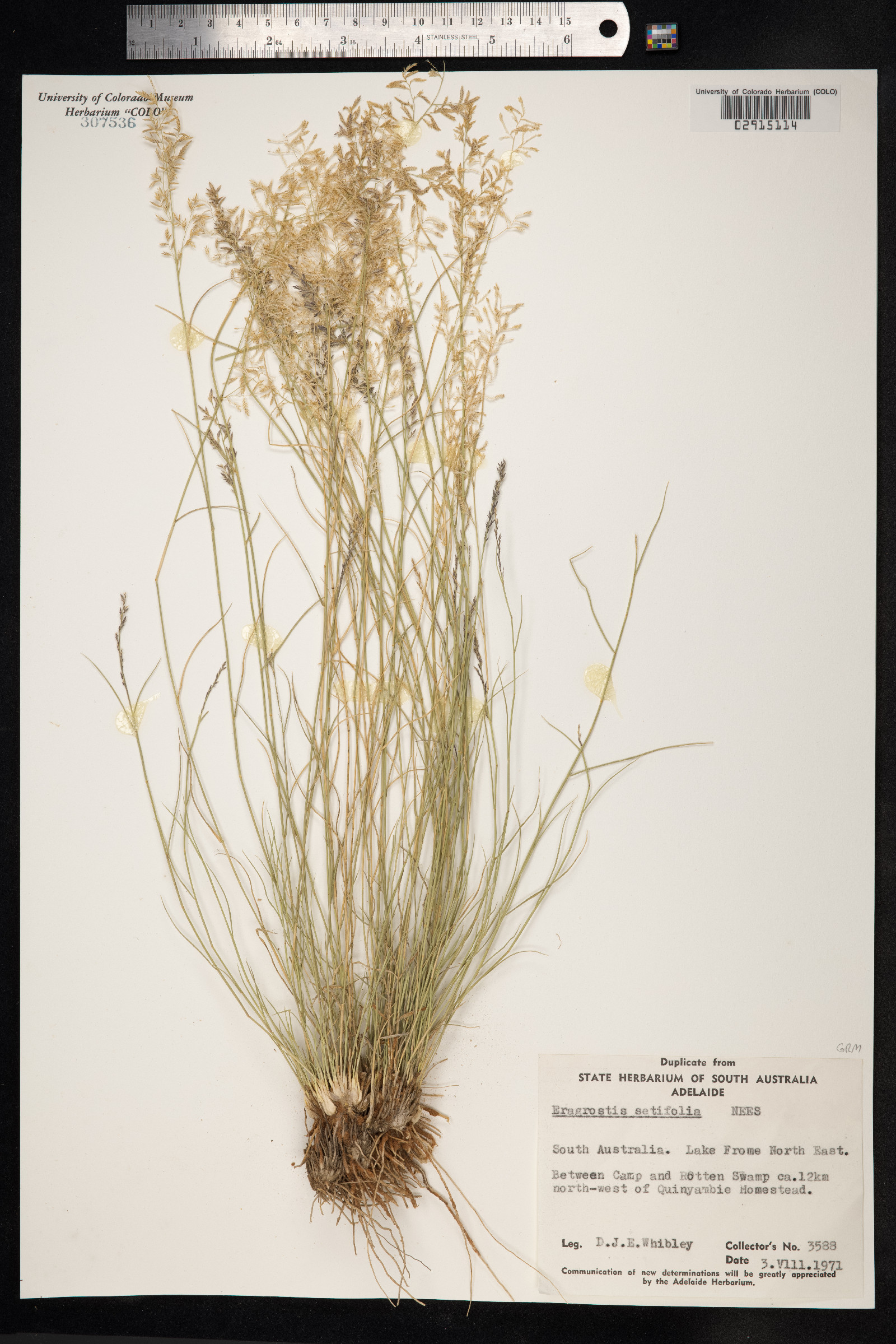 Eragrostis setifolia image