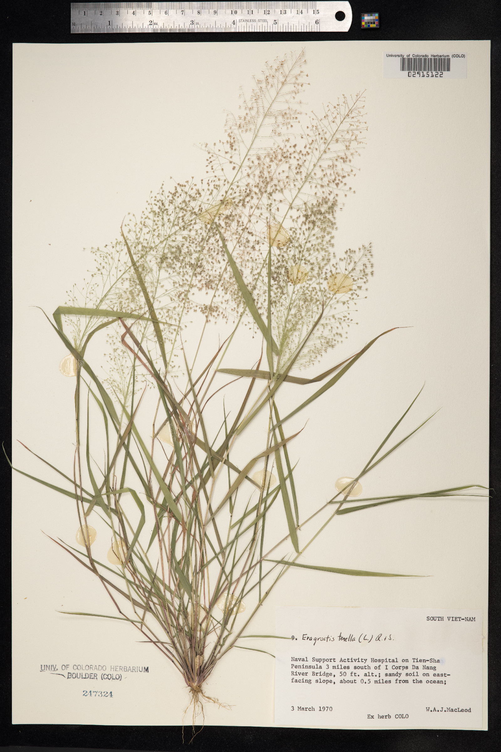 Eragrostis tenella image