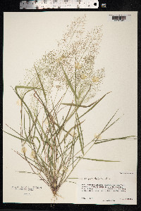 Eragrostis tenella image