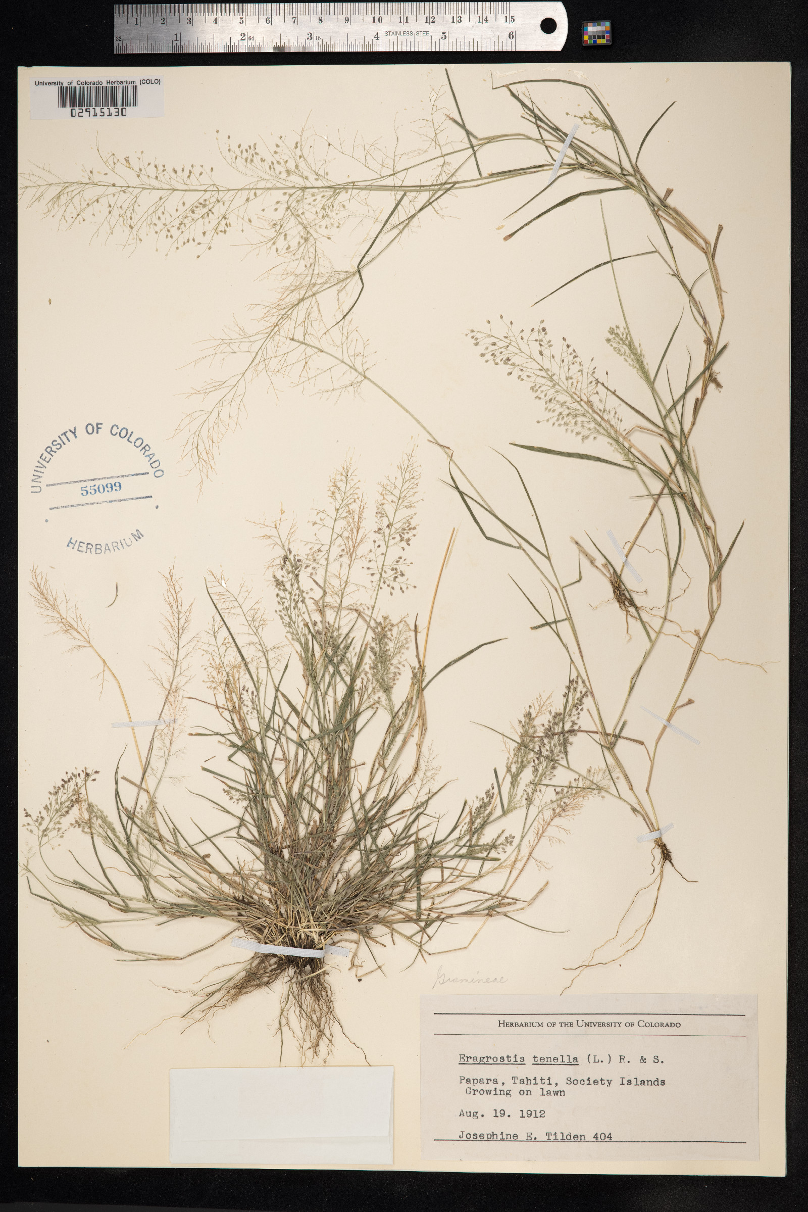 Eragrostis tenella image