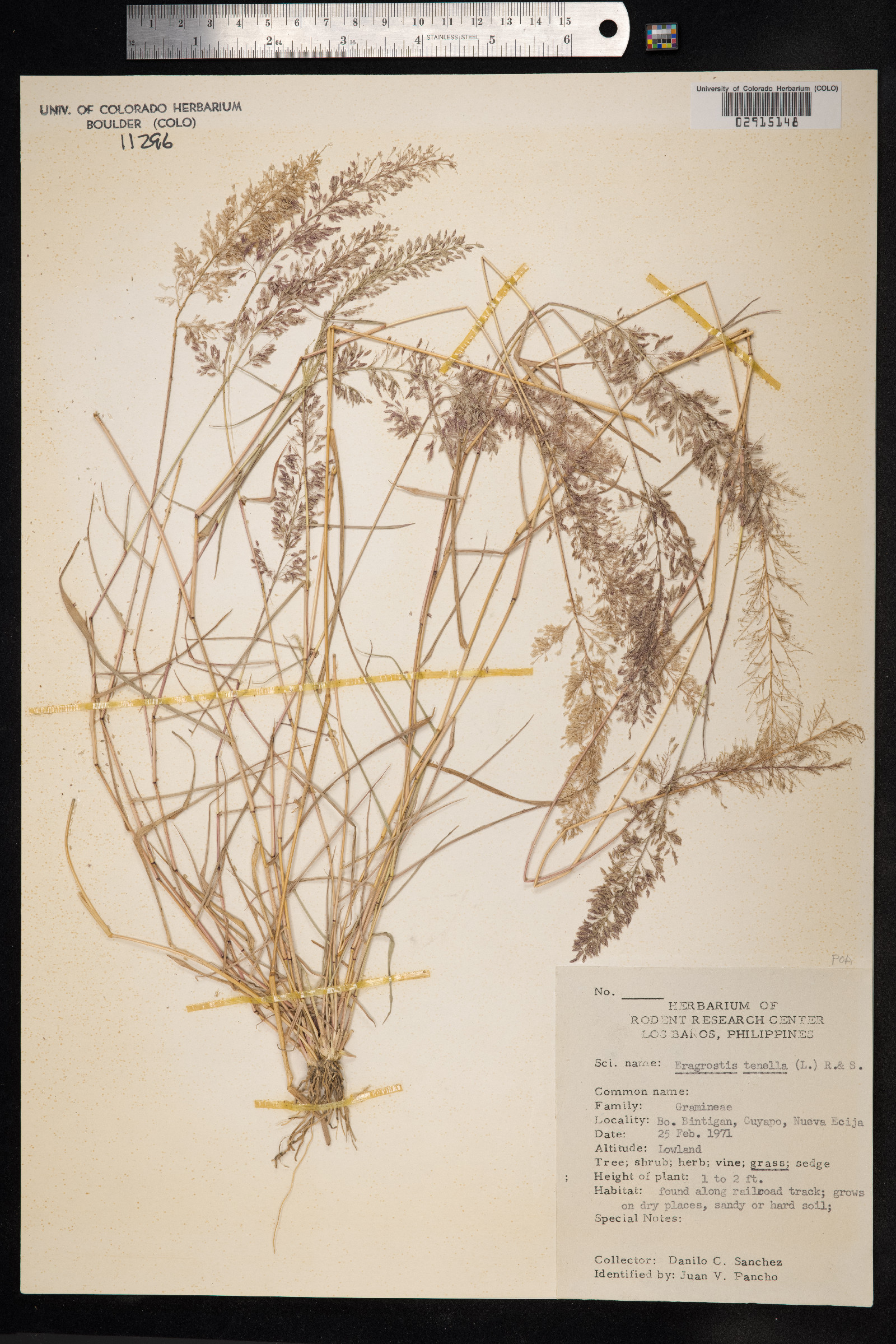 Eragrostis tenella image