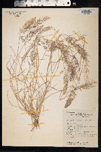 Eragrostis tenella image