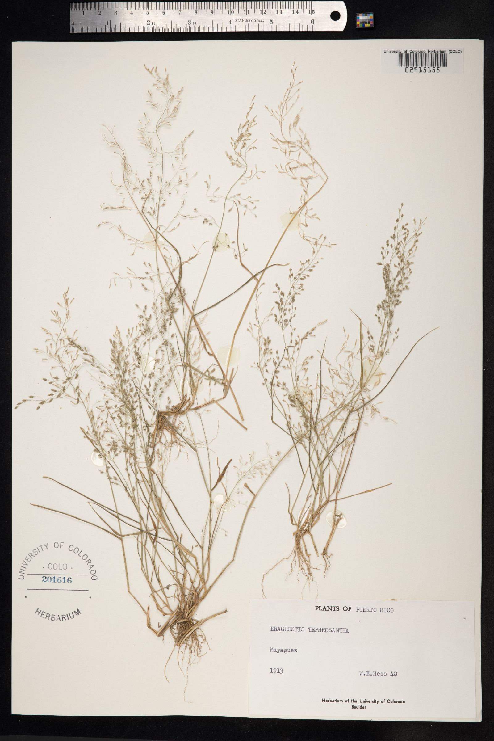 Eragrostis pectinacea var. miserrima image