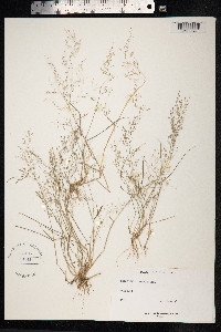 Eragrostis pectinacea image