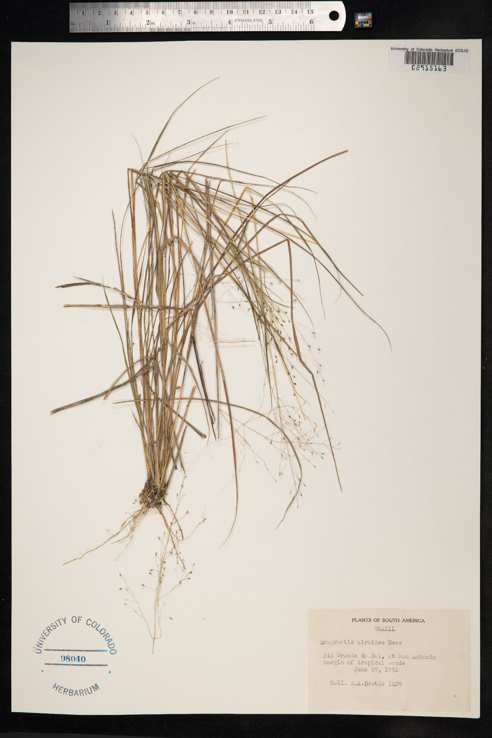 Eragrostis airoides image