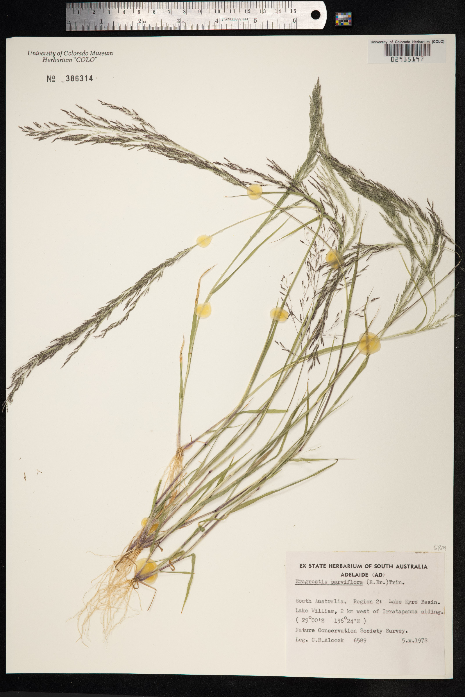 Eragrostis parviflora image
