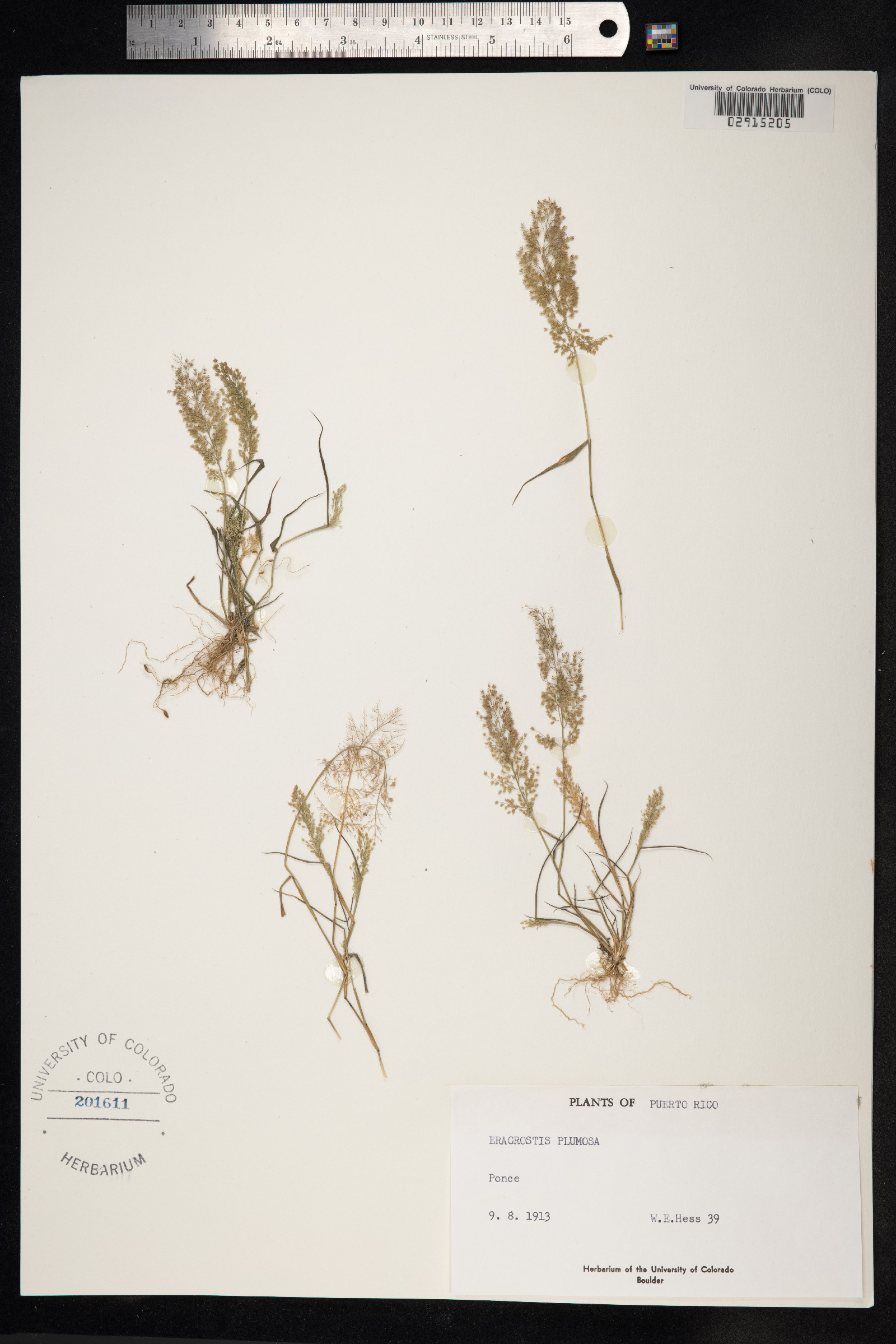 Eragrostis tenella image