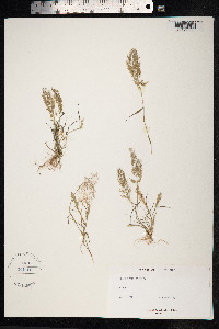Eragrostis tenella image