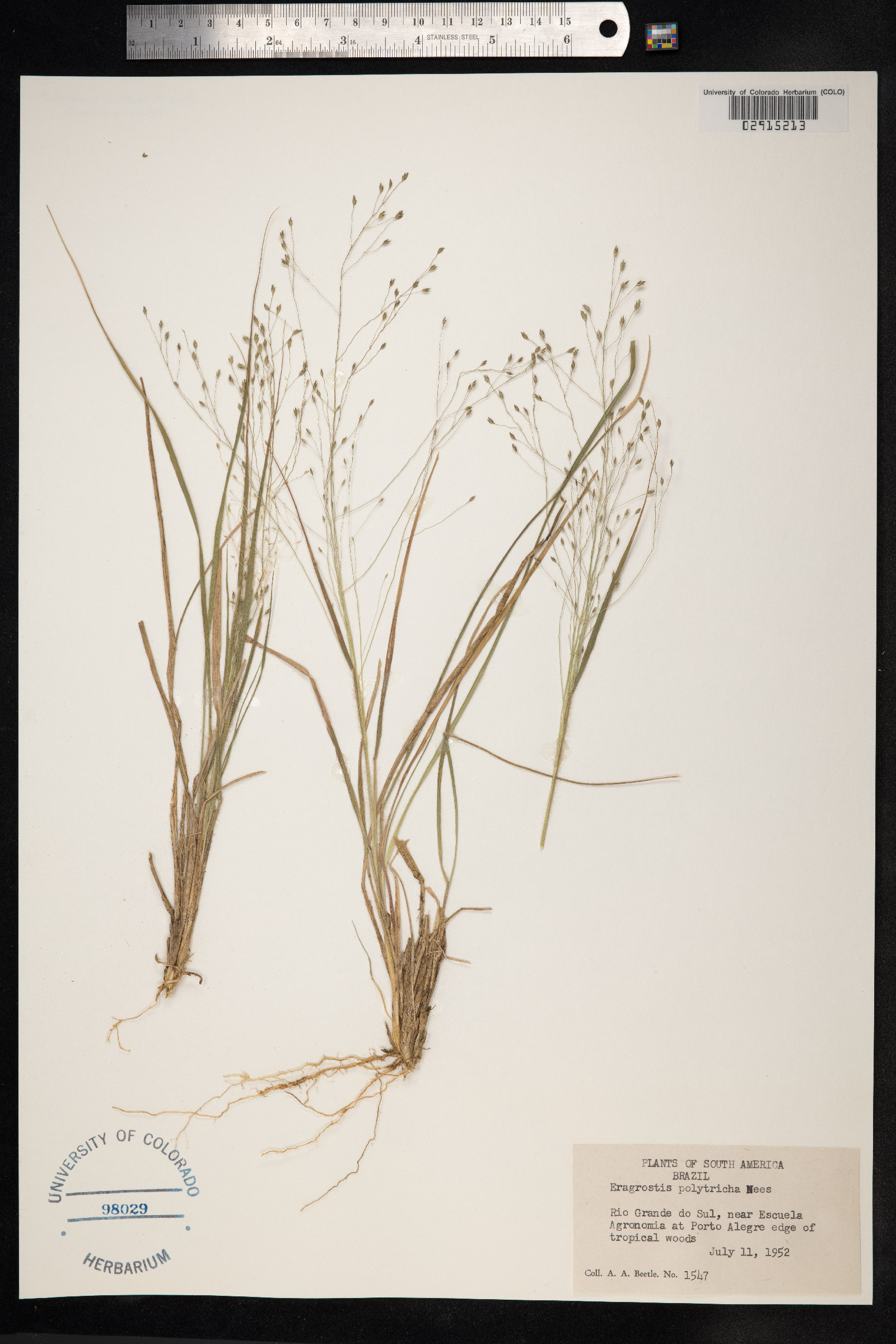 Eragrostis polytricha image