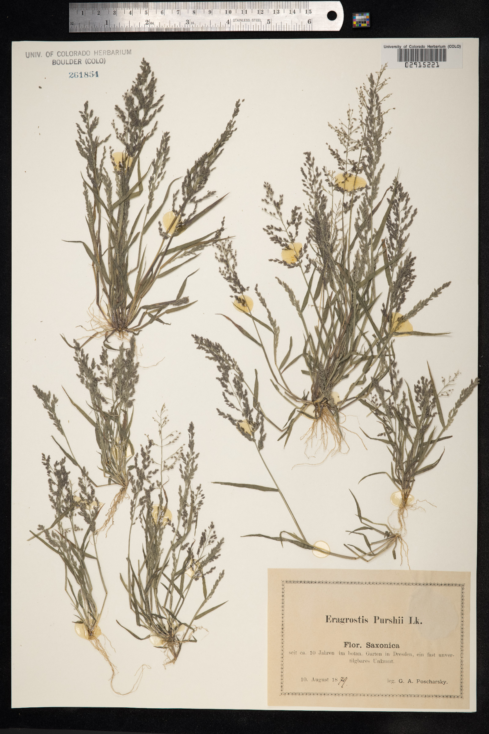 Eragrostis purshii image