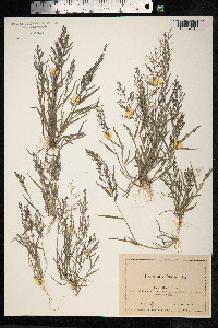 Eragrostis purshii image