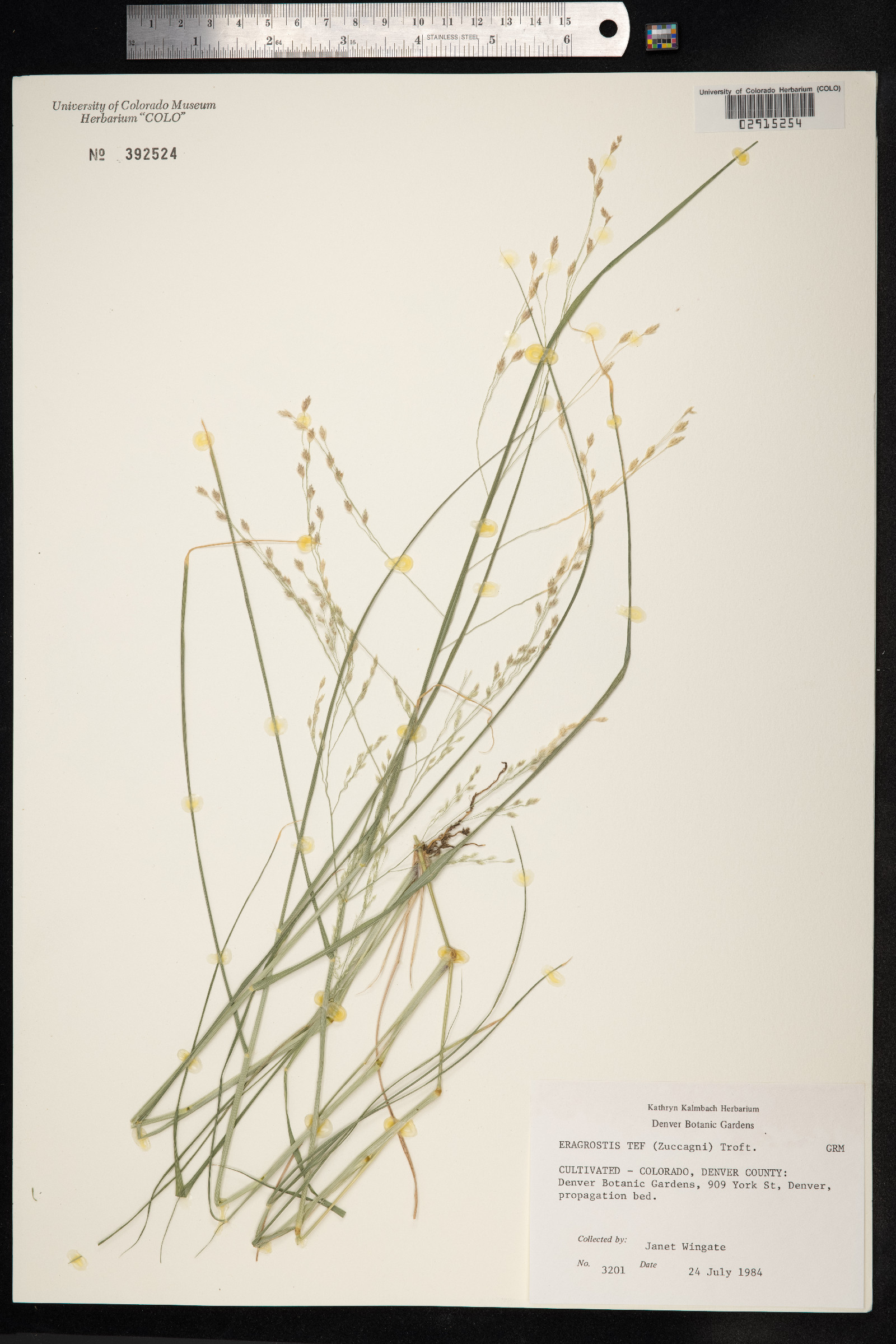 Eragrostis tef image