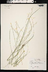 Eragrostis tef image