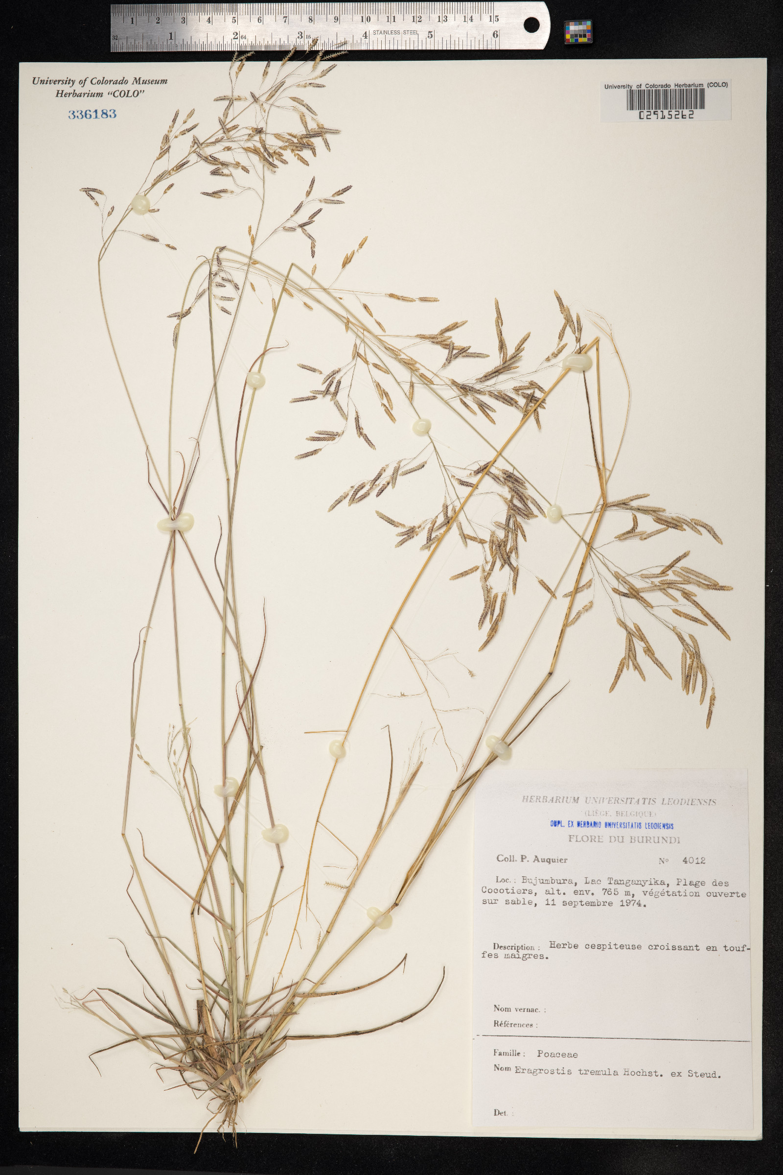 Eragrostis tremula image