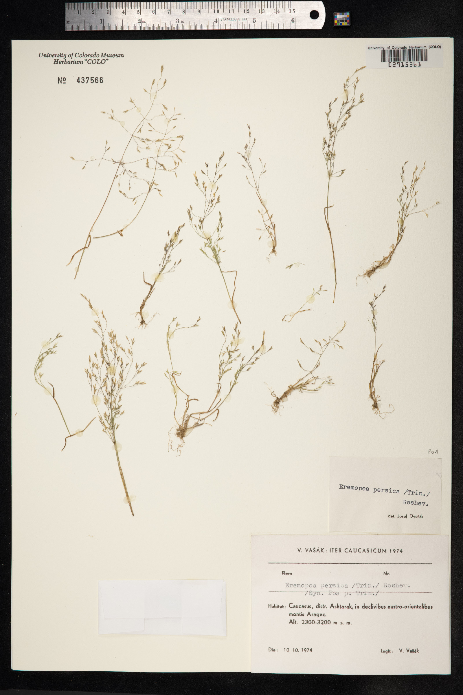 Poa persica image