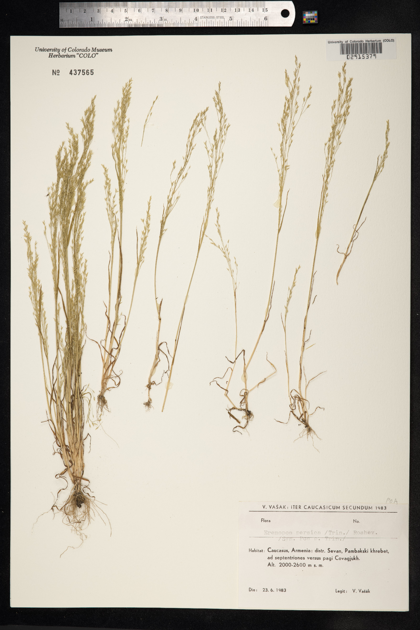 Poa persica image