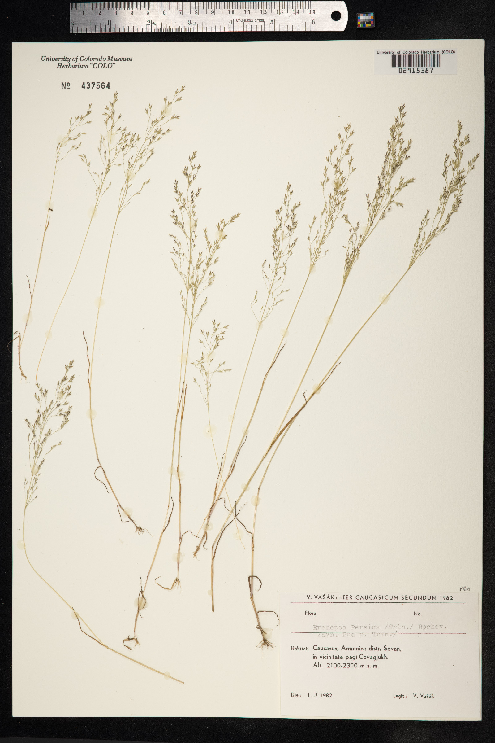 Poa persica image