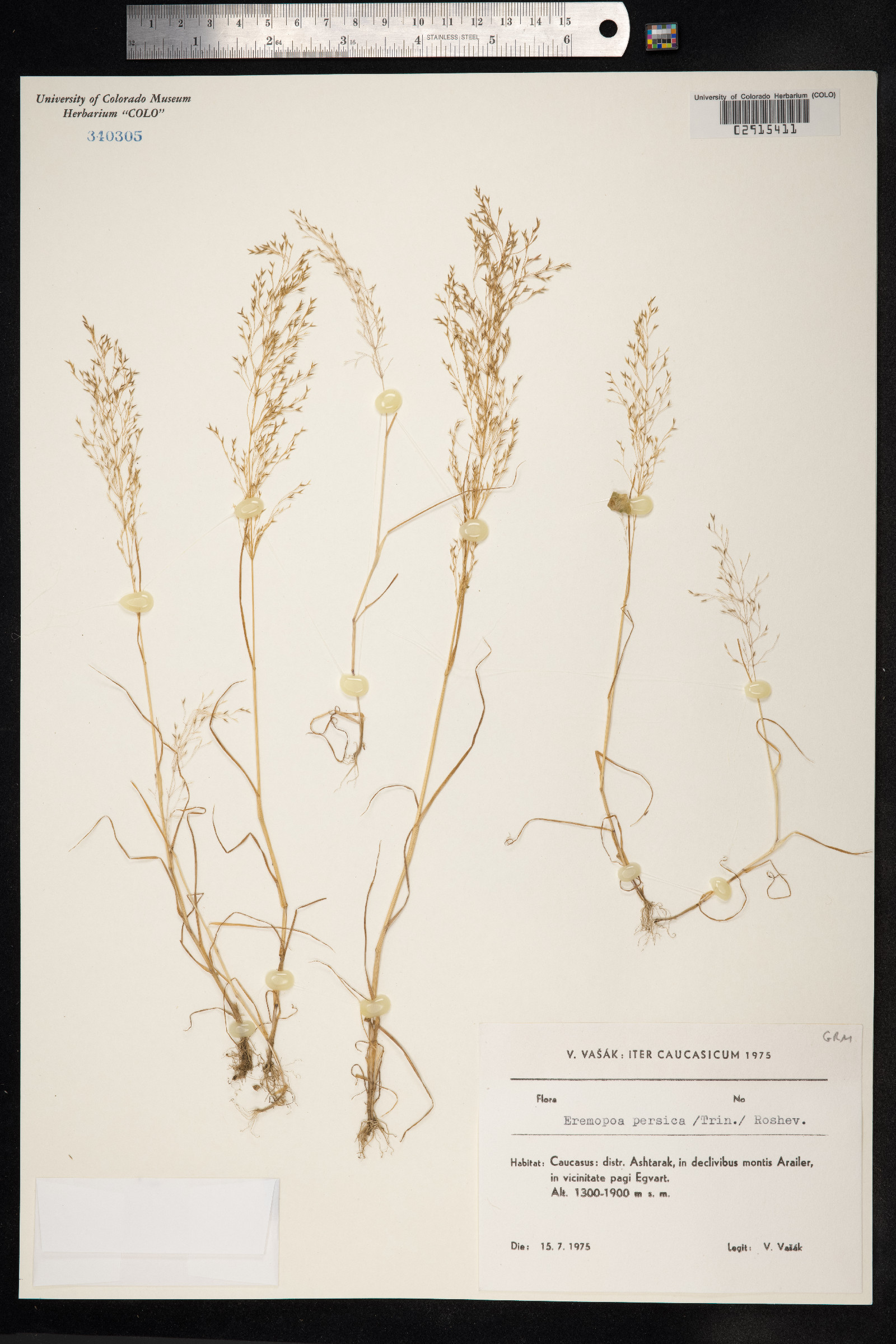 Poa persica image