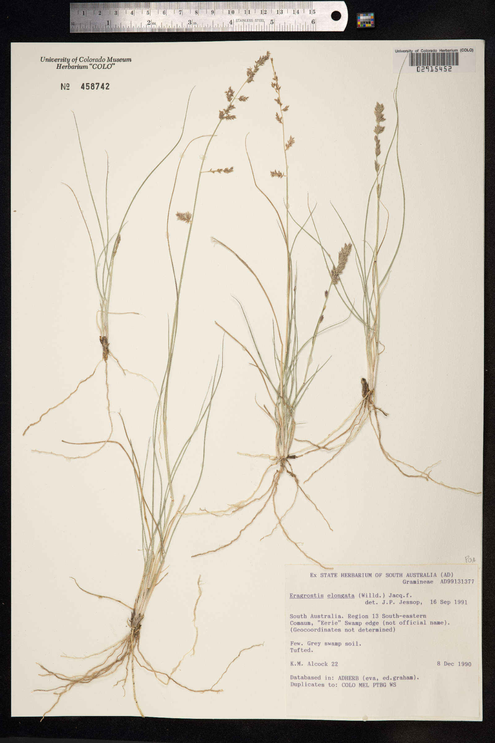 Eragrostis elongata image