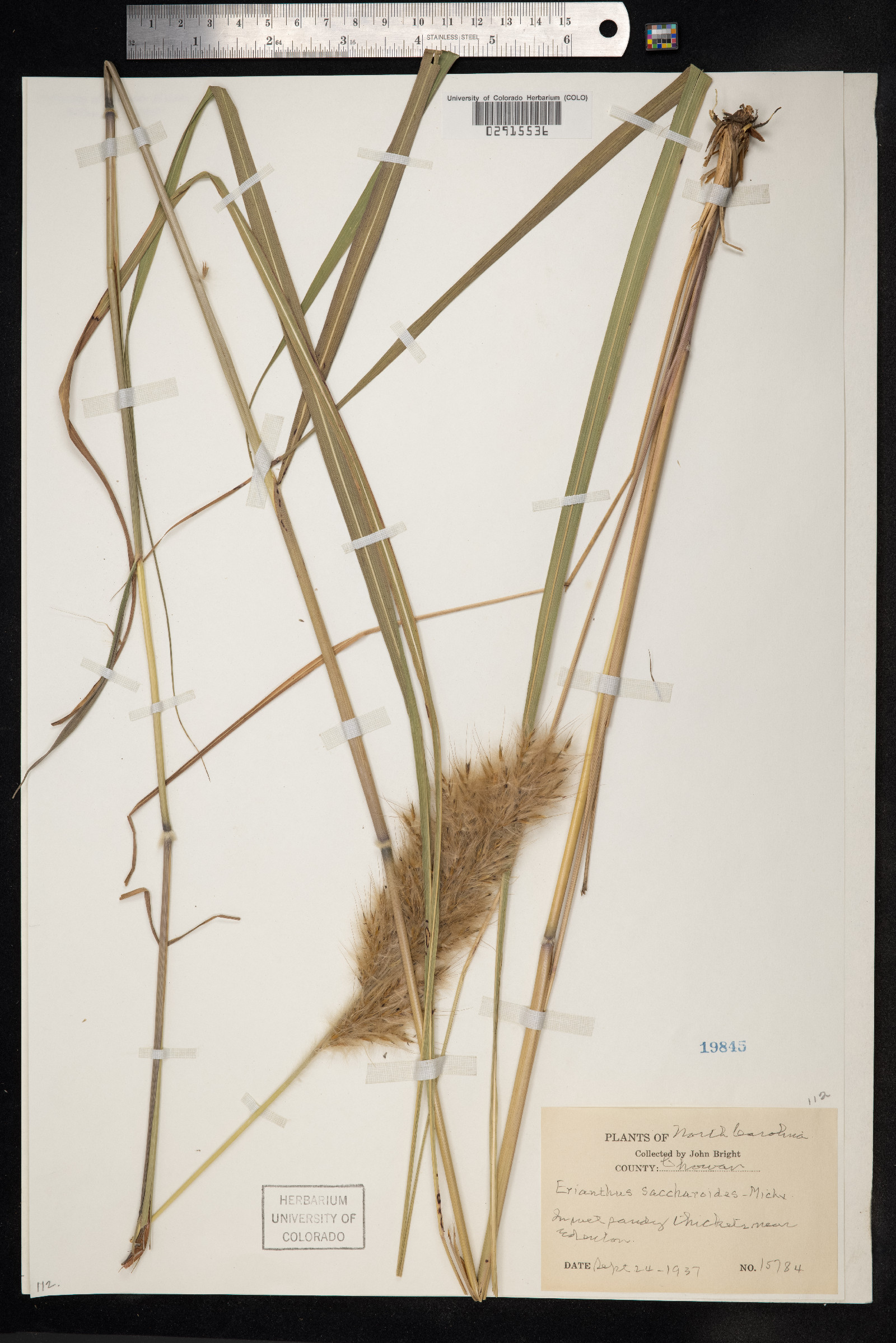 Saccharum giganteum image
