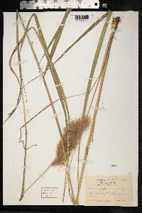 Image of Anthoxanthum giganteum