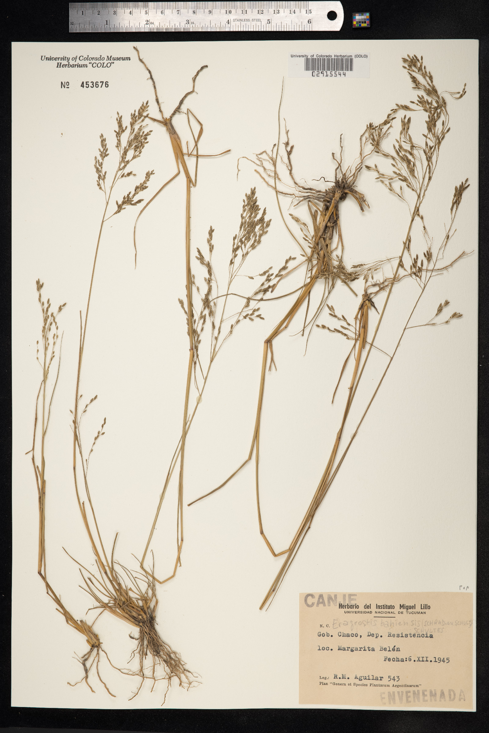 Eragrostis bahiensis image