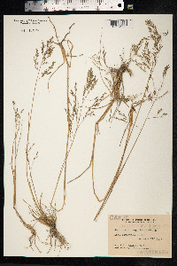 Image of Eragrostis bahiensis