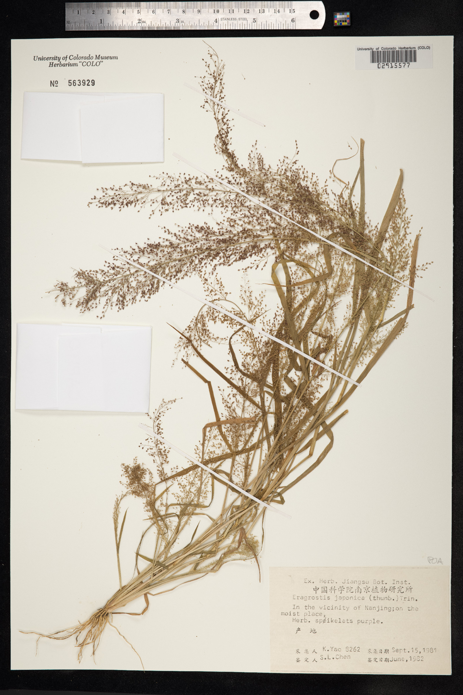 Eragrostis japonica image