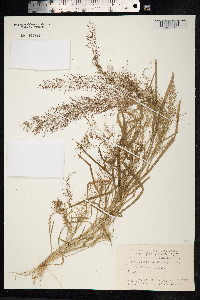 Eragrostis japonica image
