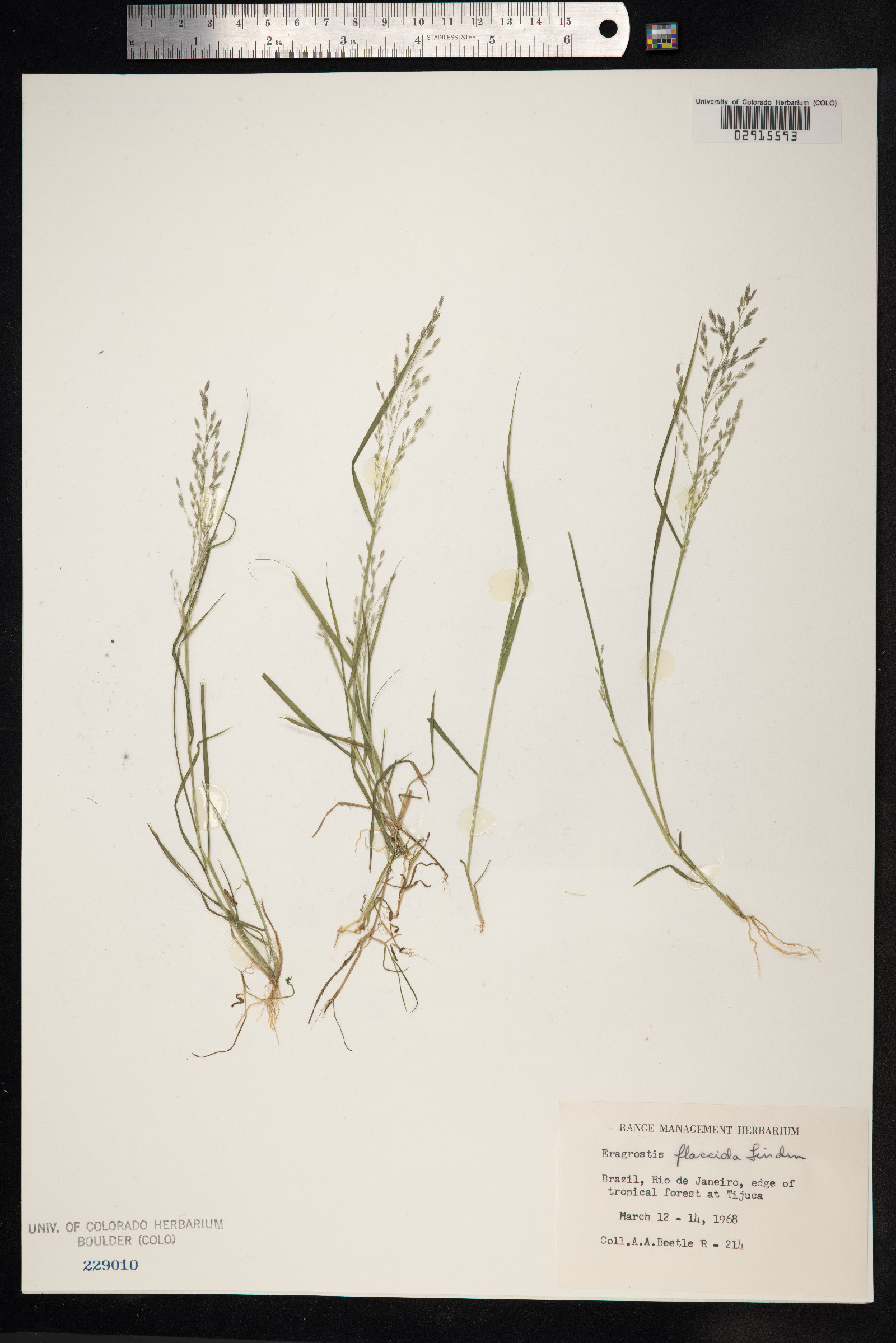 Eragrostis lugens image