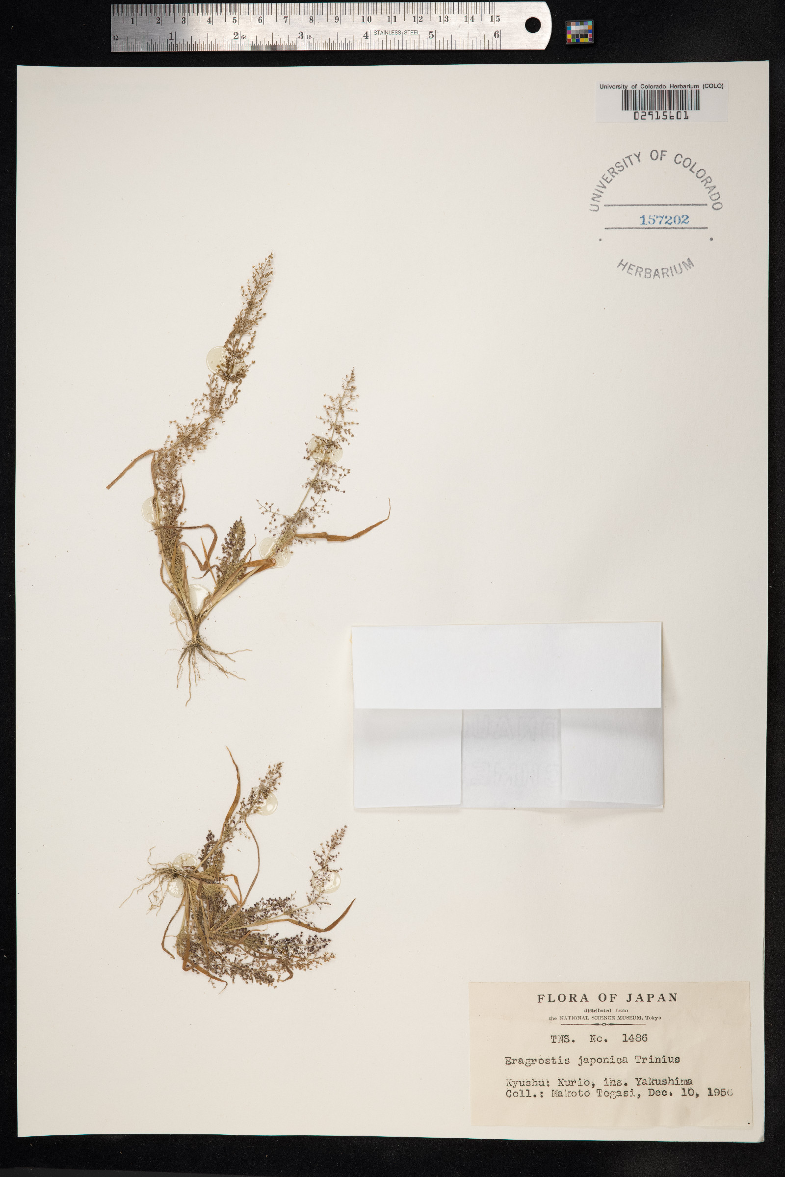 Eragrostis japonica image
