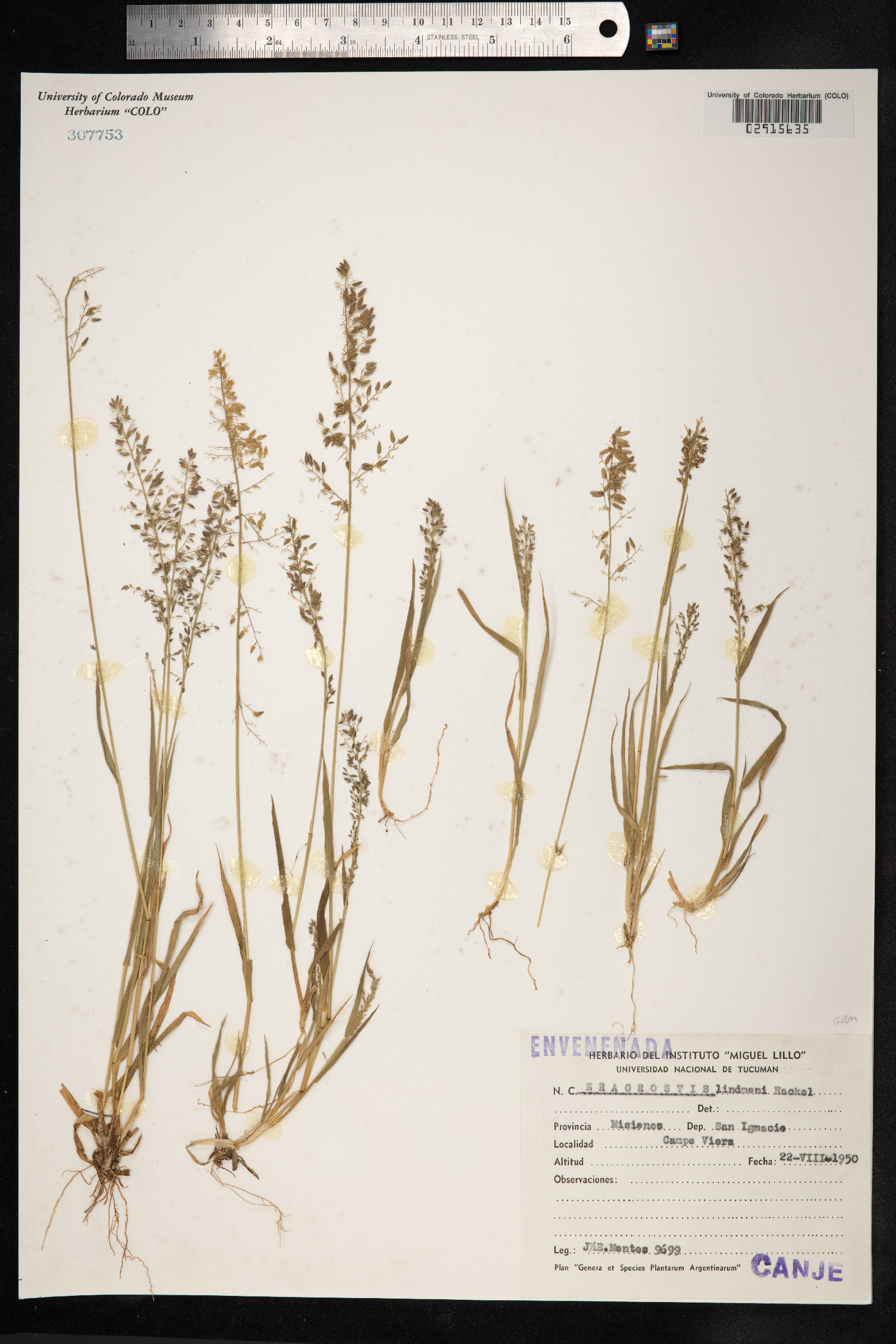 Eragrostis neesii var. lindmanii image