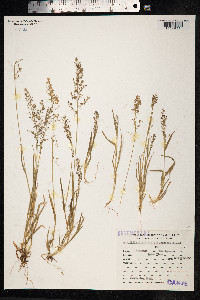 Eragrostis neesii image